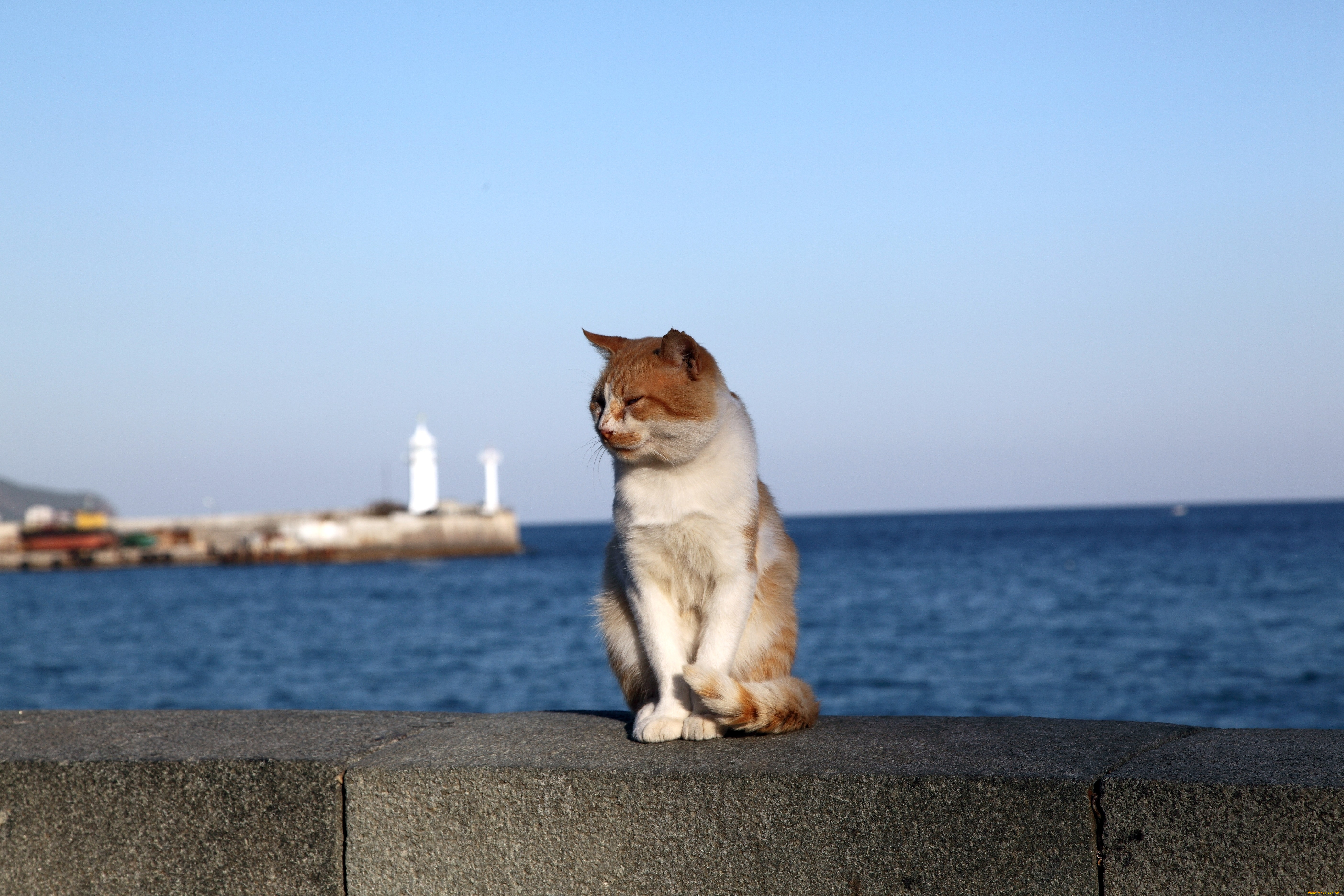 Крымские коты и море